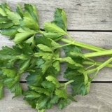 Uzgajanje lisnatog celera